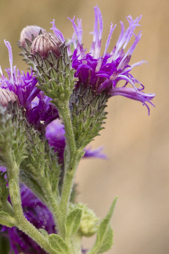 Western Ironweed