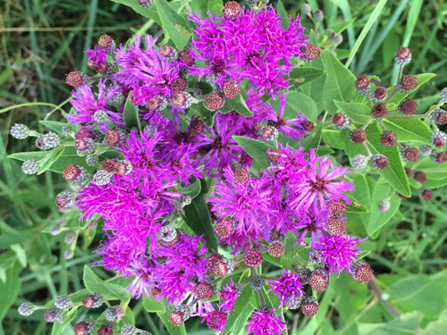 Western Ironweed