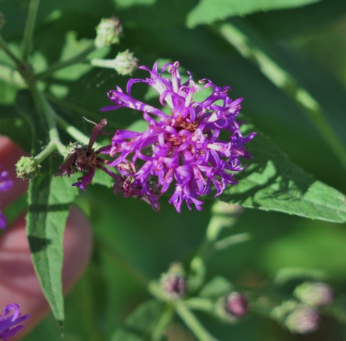 Western Ironweed