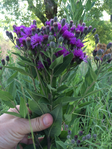 Western Ironweed