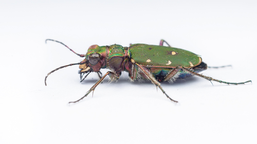 Green Tiger Beetle