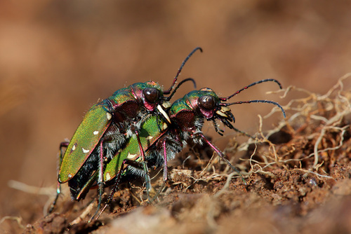 Green Tiger Beetle