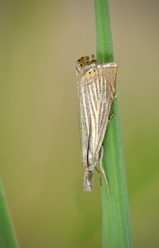 Garden Grass-veneer
