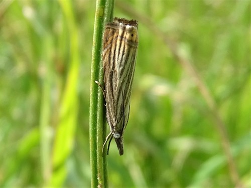 Garden Grass-veneer