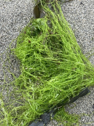 Gutweed