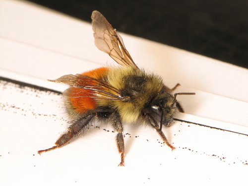 Black-tailed Bumble Bee
