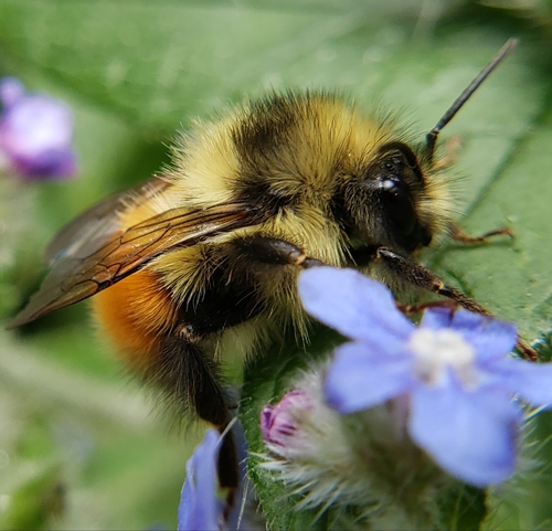Black-tailed Bumble Bee