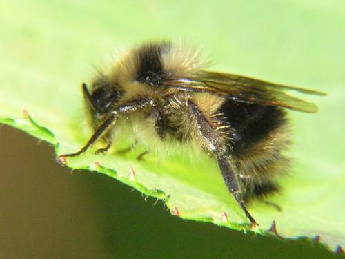 Black-tailed Bumble Bee