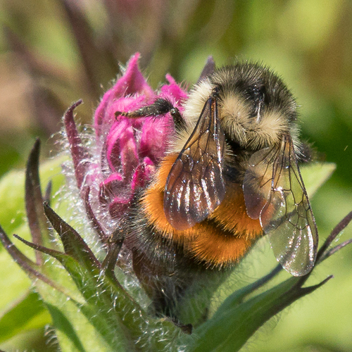 Black-tailed Bumble Bee