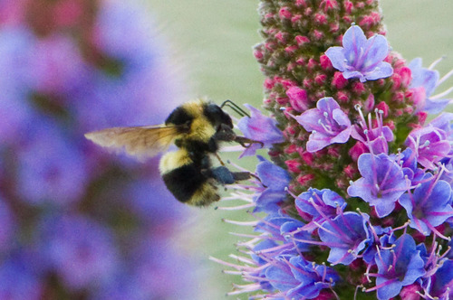 Black-tailed Bumble Bee