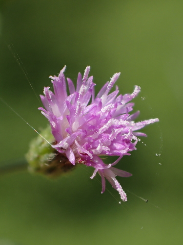little ironweed