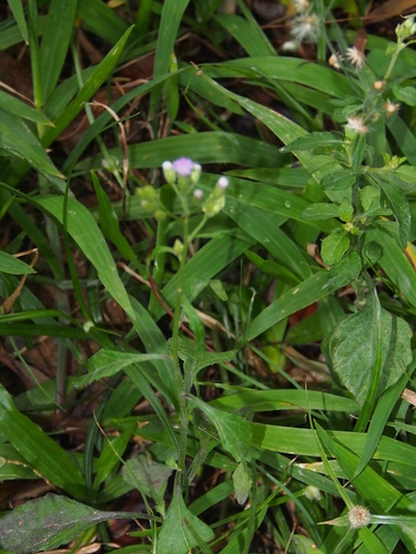 little ironweed