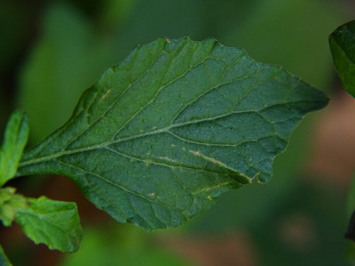 little ironweed