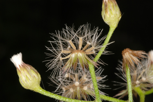 little ironweed