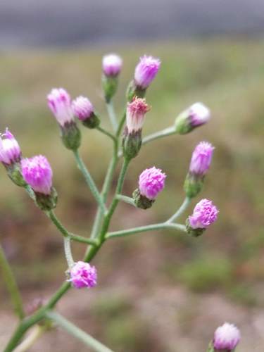 little ironweed