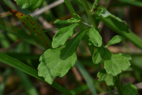 little ironweed
