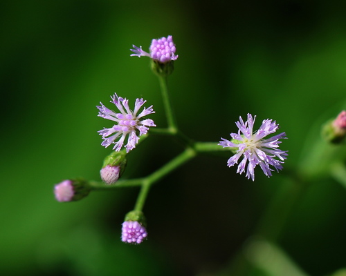 little ironweed