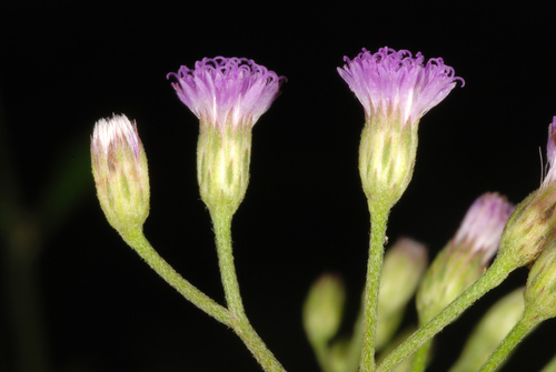 little ironweed