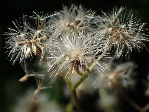 little ironweed