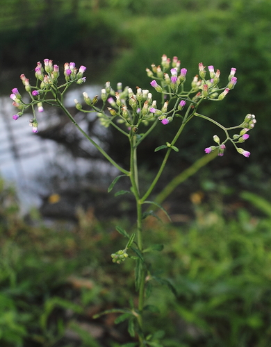 little ironweed