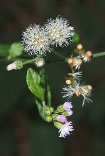 little ironweed