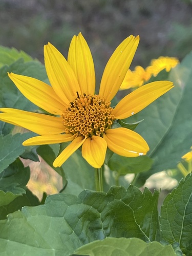 false sunflower
