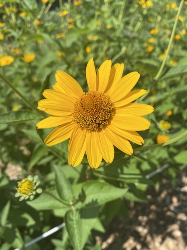 false sunflower