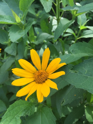 false sunflower