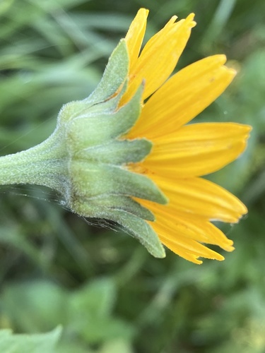 false sunflower