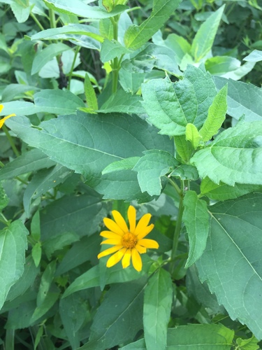 false sunflower