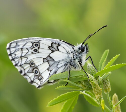 Marbled White