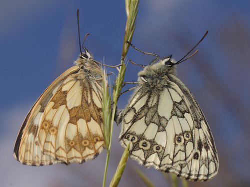 Marbled White