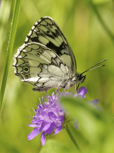 Marbled White