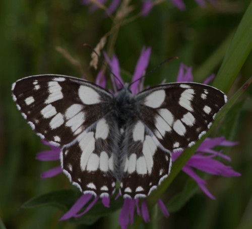 Marbled White