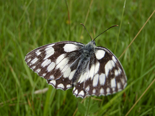 Marbled White