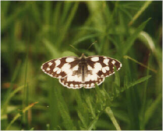 Marbled White