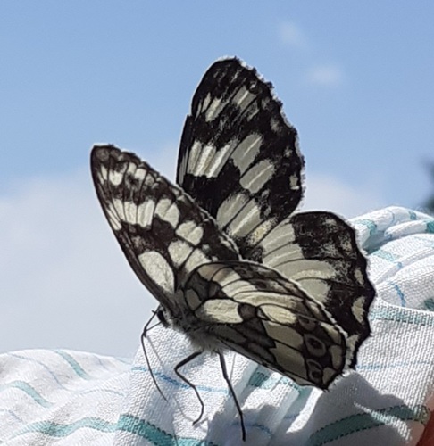Marbled White