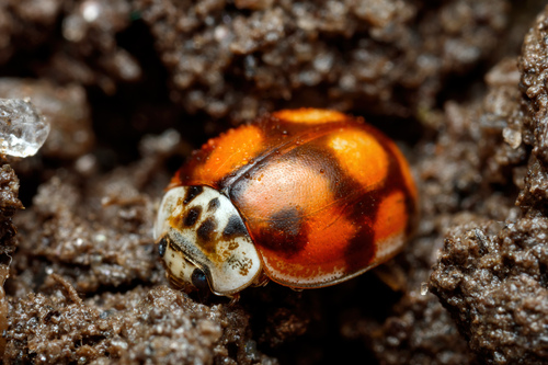 10-spot Ladybird
