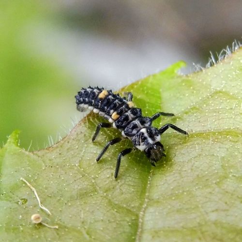 10-spot Ladybird