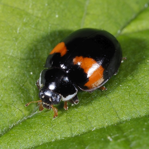 10-spot Ladybird