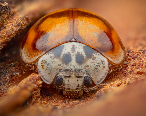 10-spot Ladybird