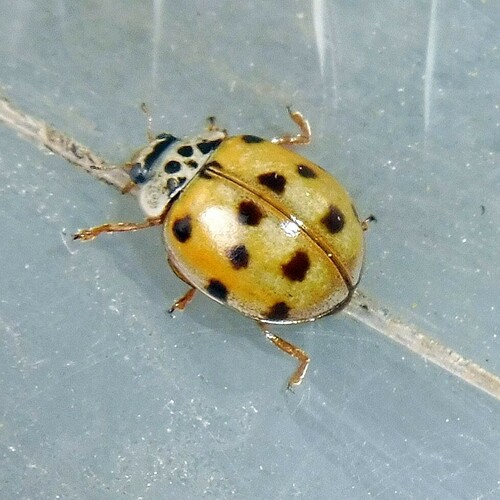 10-spot Ladybird
