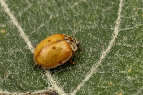 10-spot Ladybird