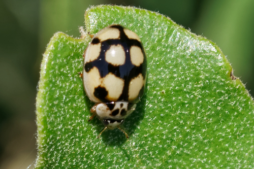 10-spot Ladybird