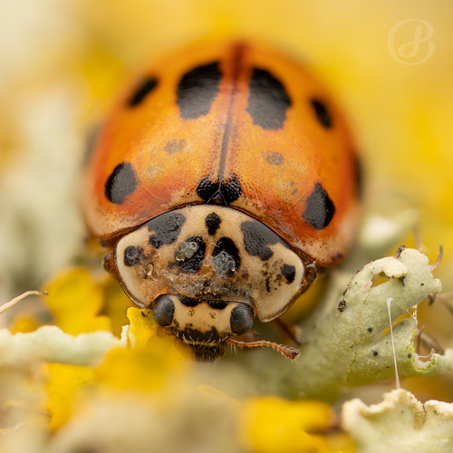 10-spot Ladybird