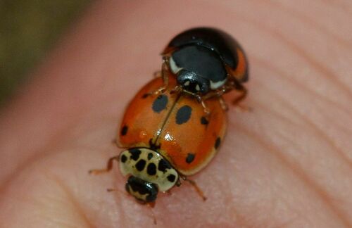 10-spot Ladybird