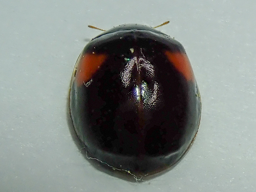 10-spot Ladybird