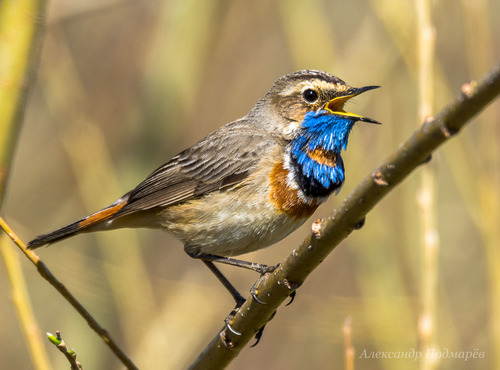 Bluethroat