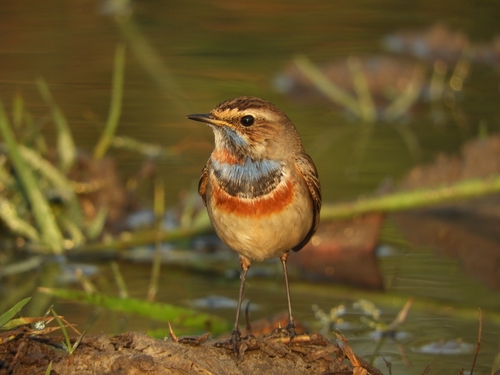 Bluethroat