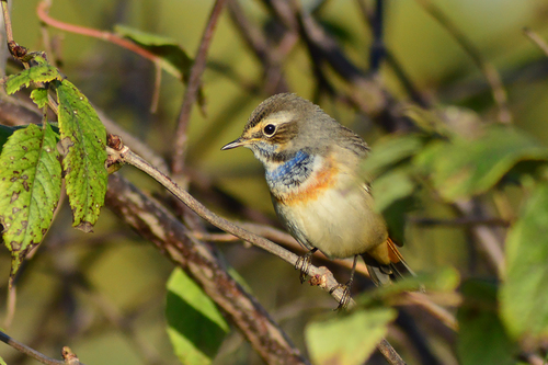 Bluethroat
